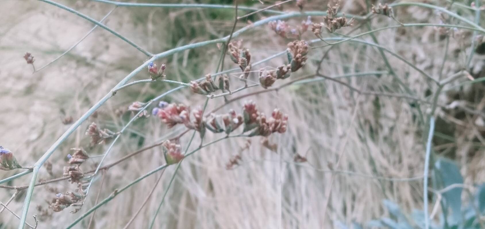 Limonium alicunense flower