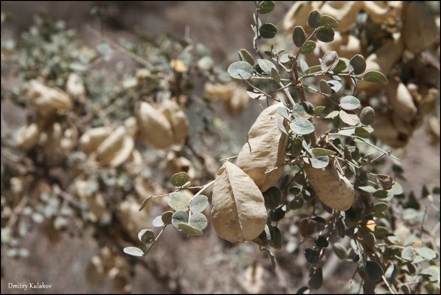 Colutea paulsenii fruit
