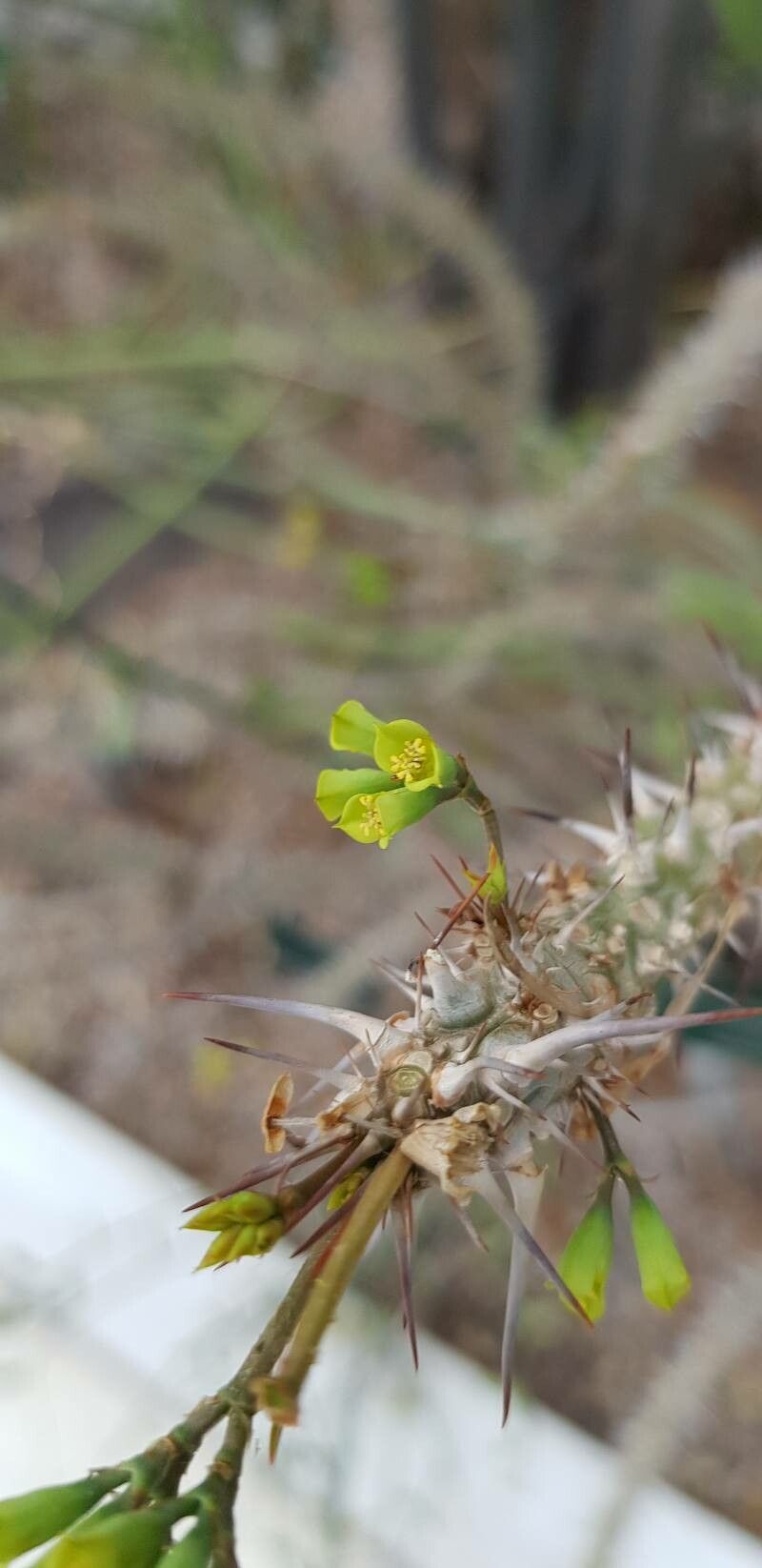 Euphorbia genoudiana flower