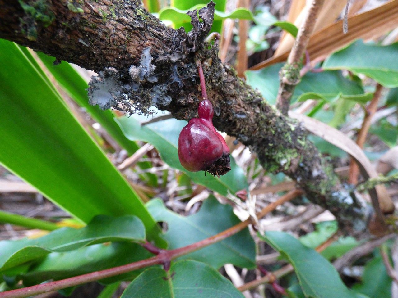 Syzygium cymosum fruit