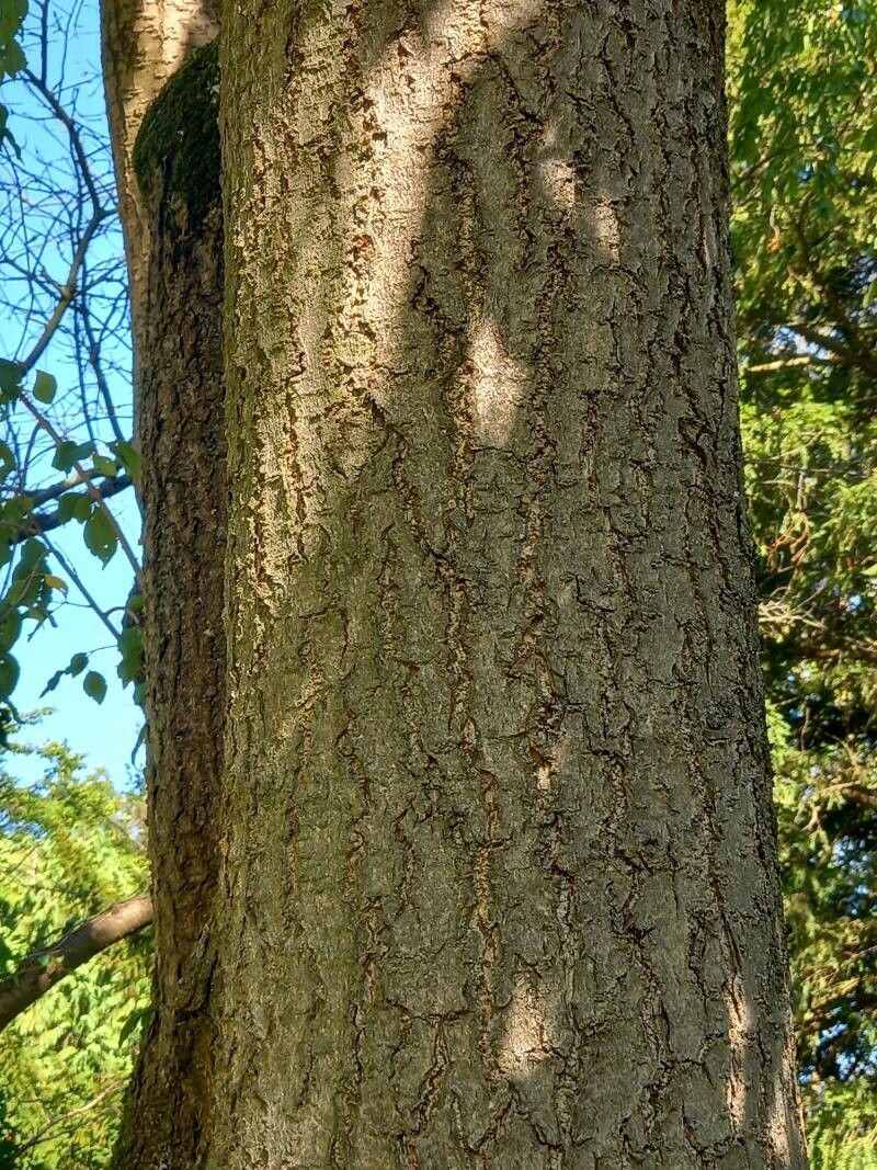 Prunus fenzliana bark