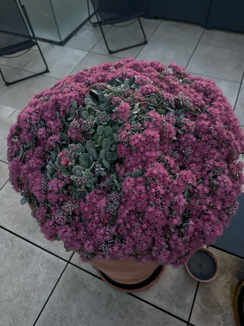 Hylotelephium cyaneum habit