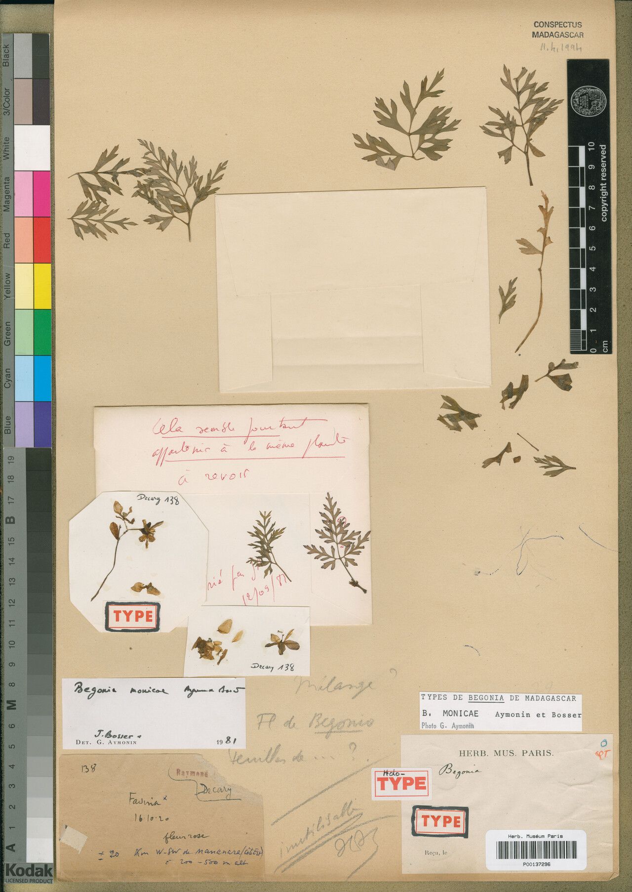 Begonia monicae — houseplant care guide