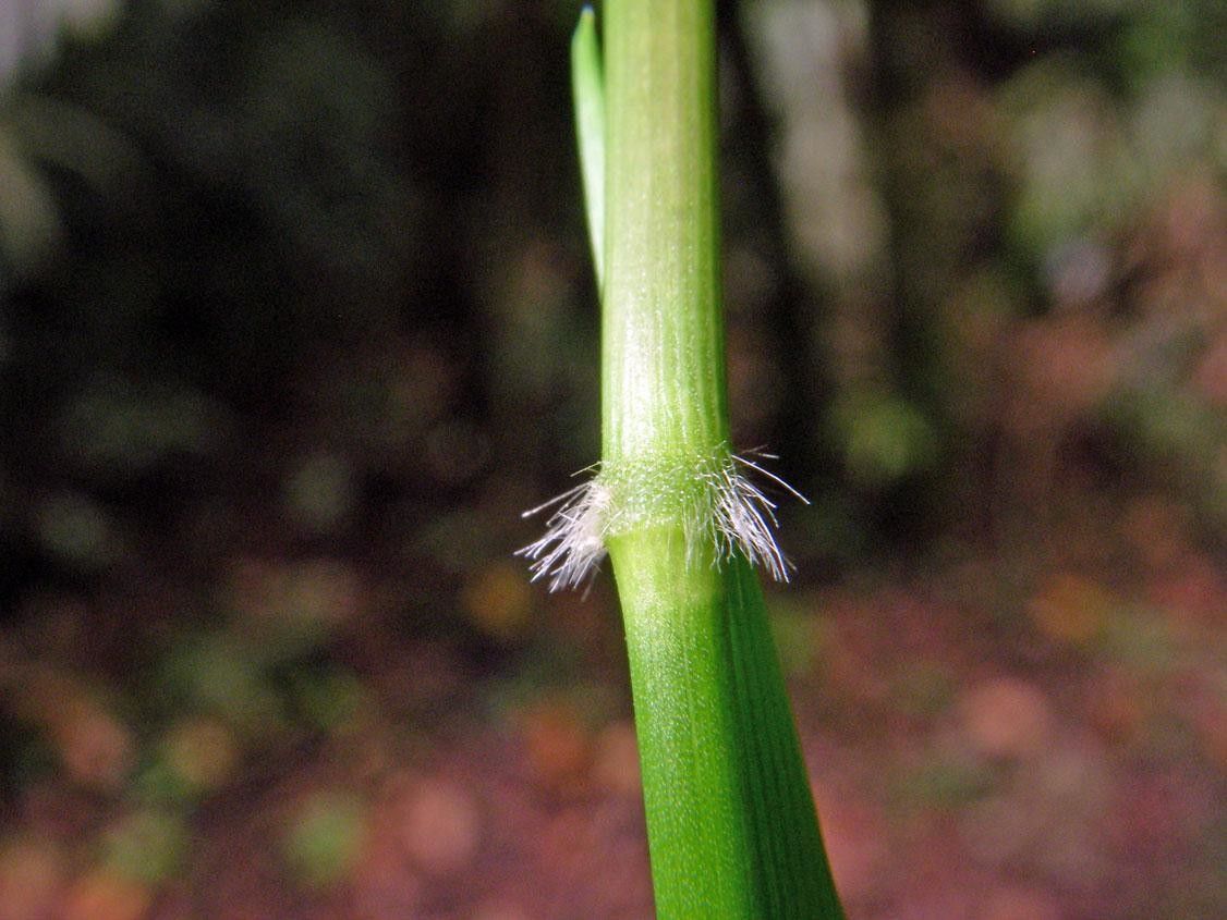 Panicum polygonatum bark