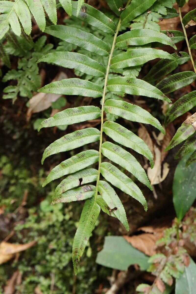 Plagiogyria japonica — related species from the same genus