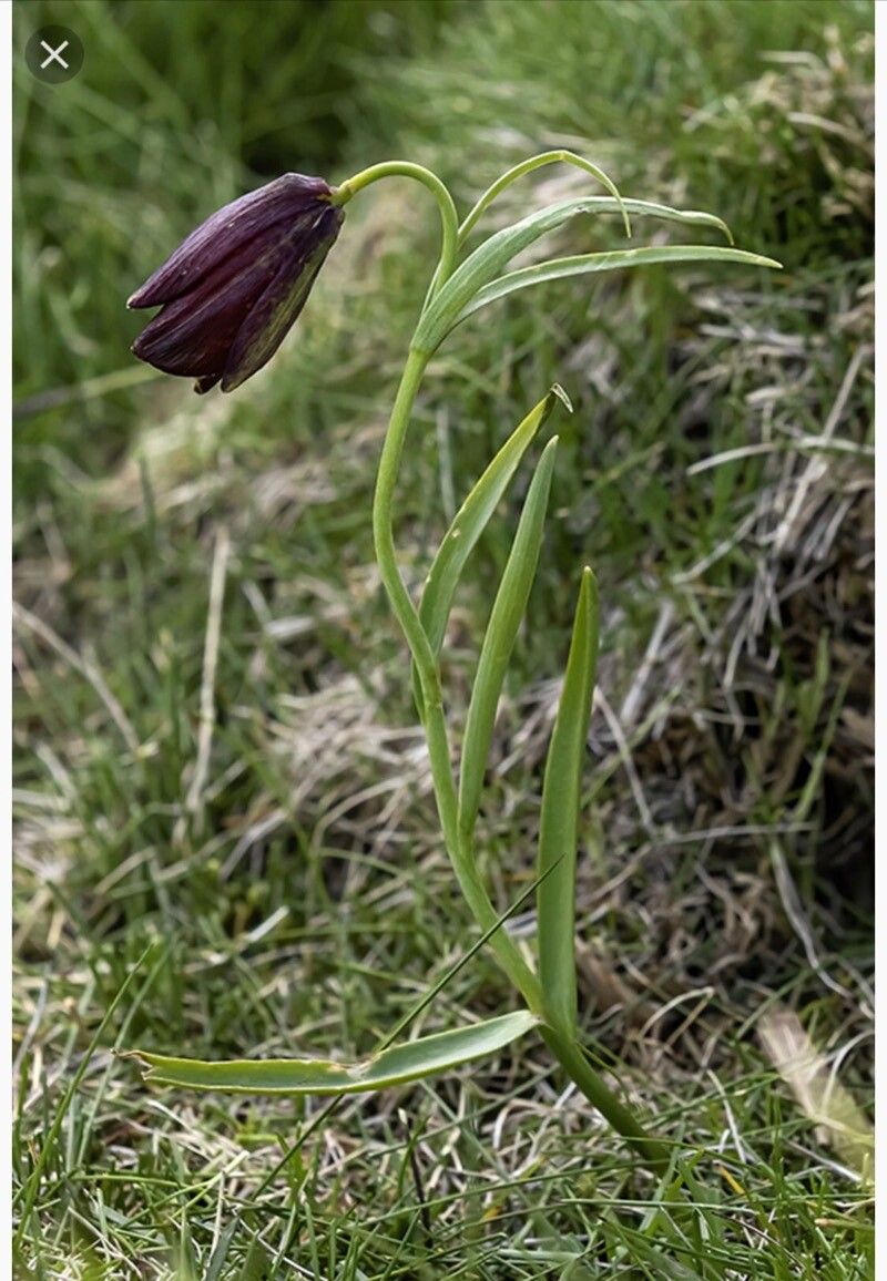 Fritillaria legionensis — houseplant care guide