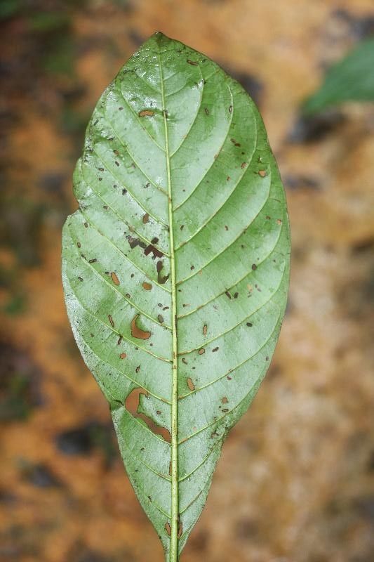 Capirona decorticans leaf