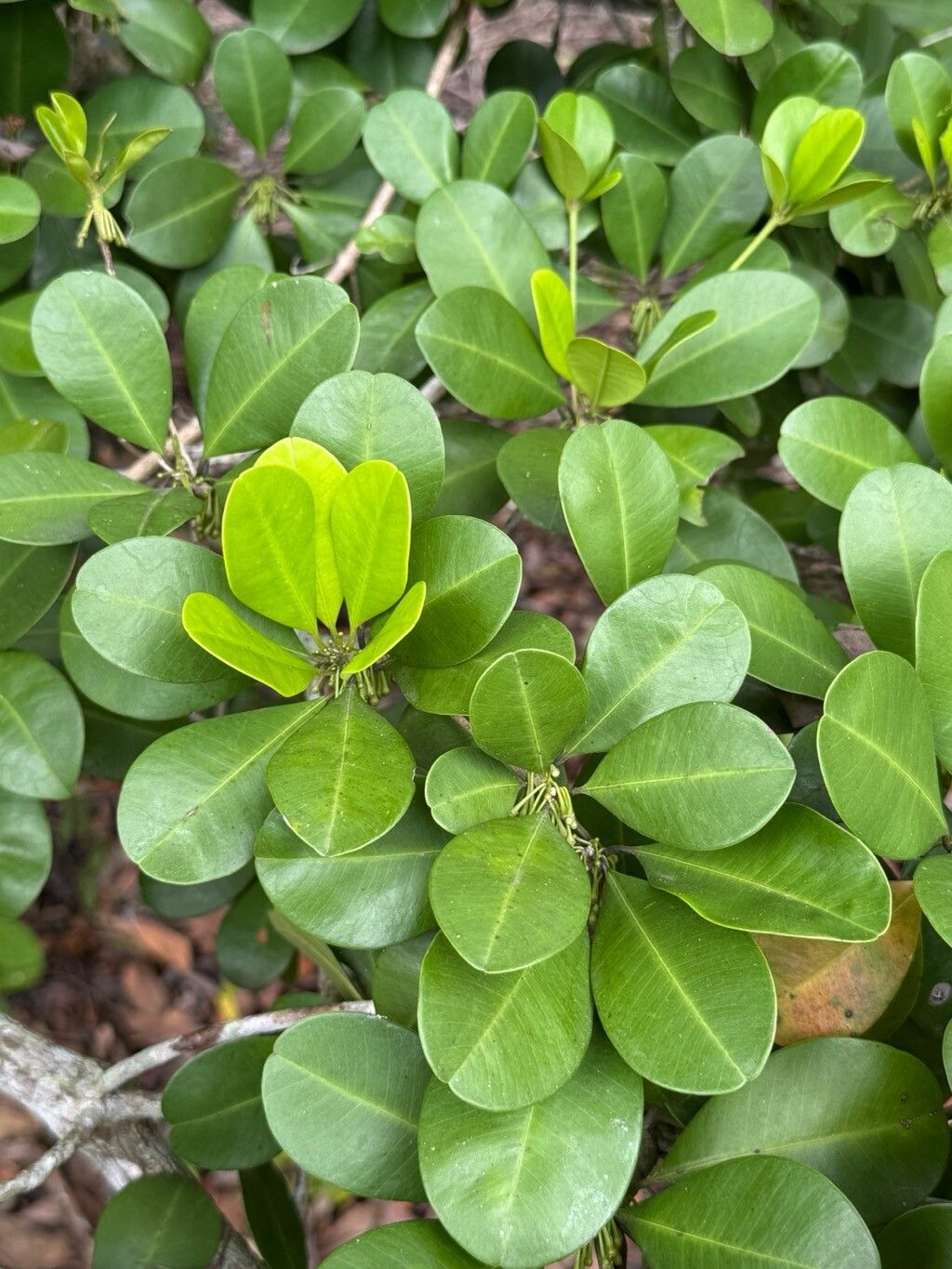 Manilkara subsericea — houseplant care guide