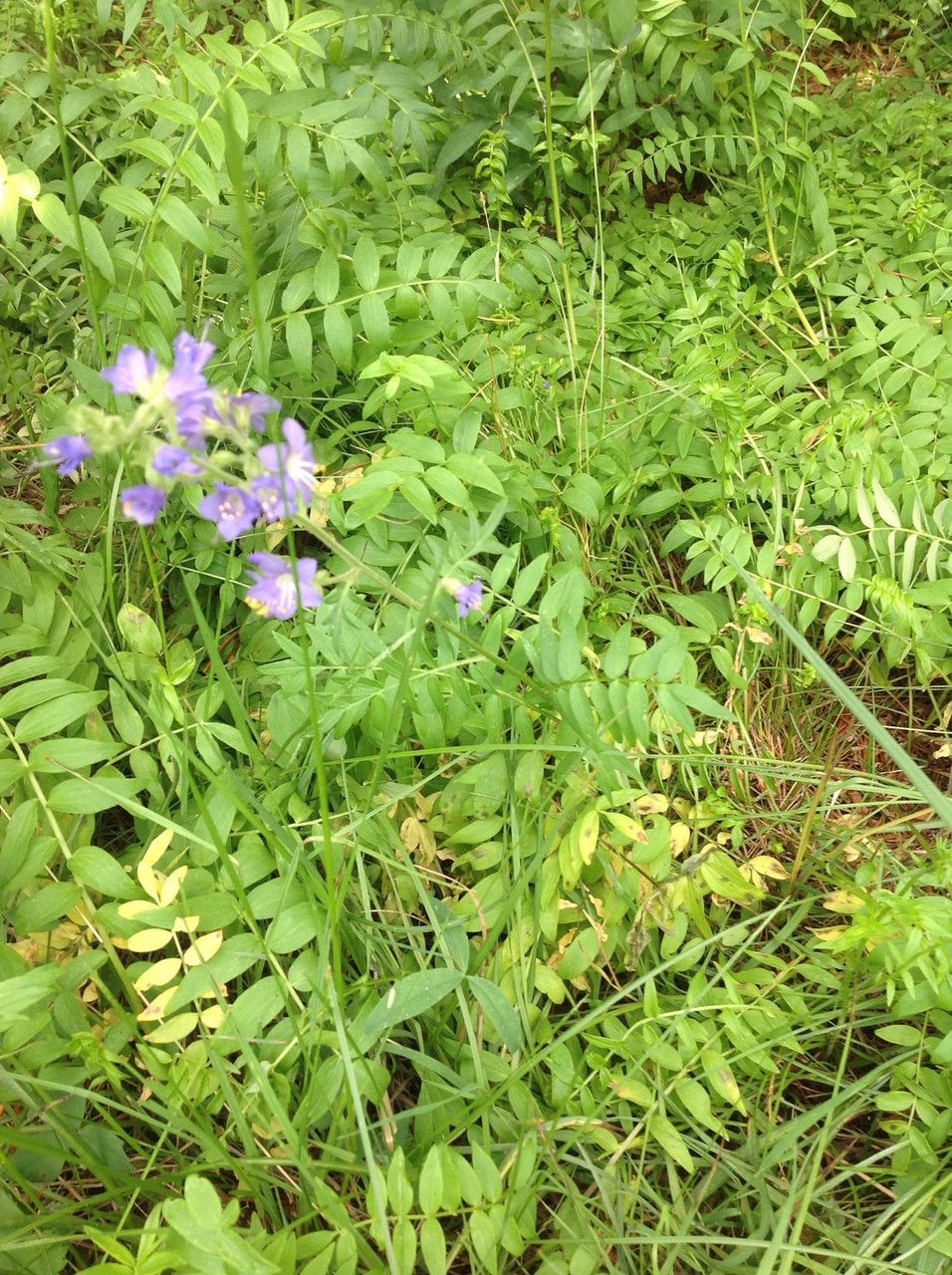 Polemonium occidentale habit