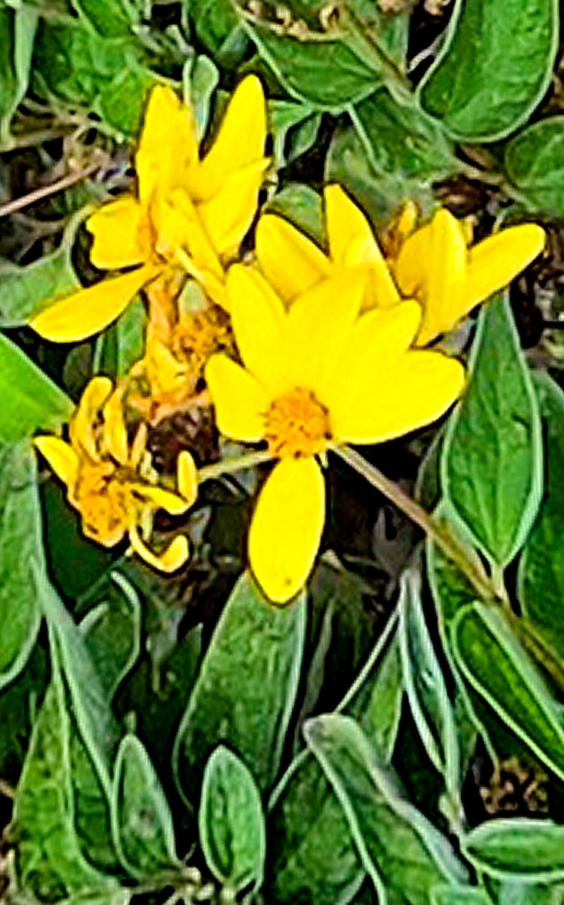 Bahiopsis tomentosa — houseplant care guide