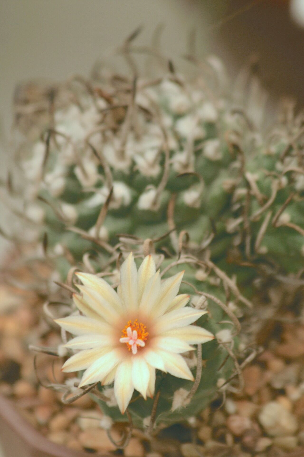 Turbinicarpus schmiedickeanus flower