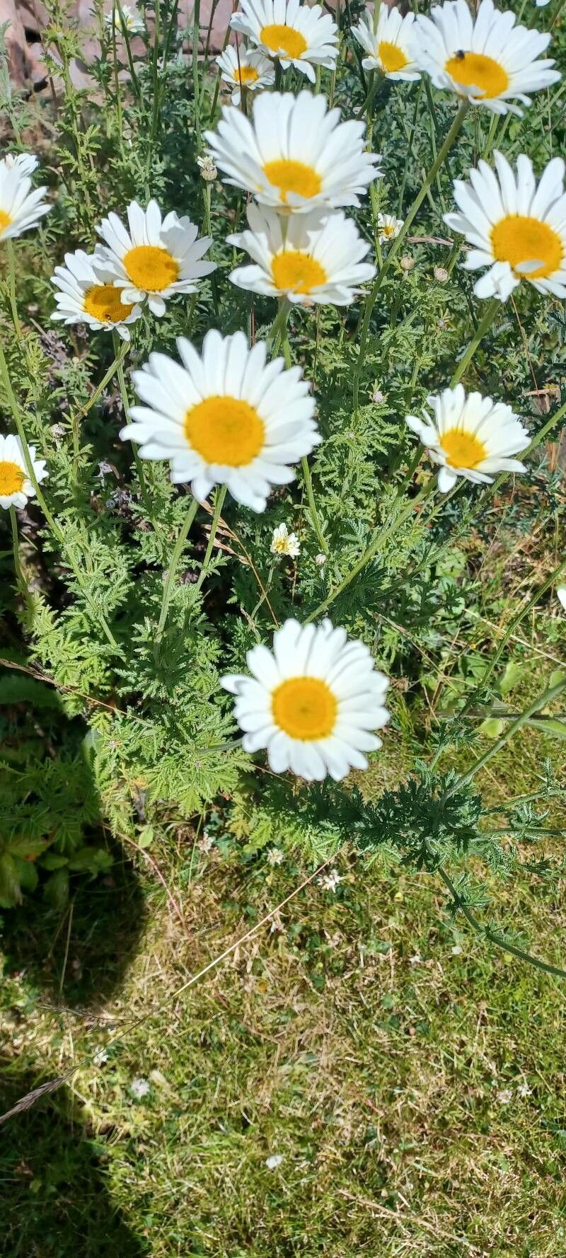 Cota altissima flower