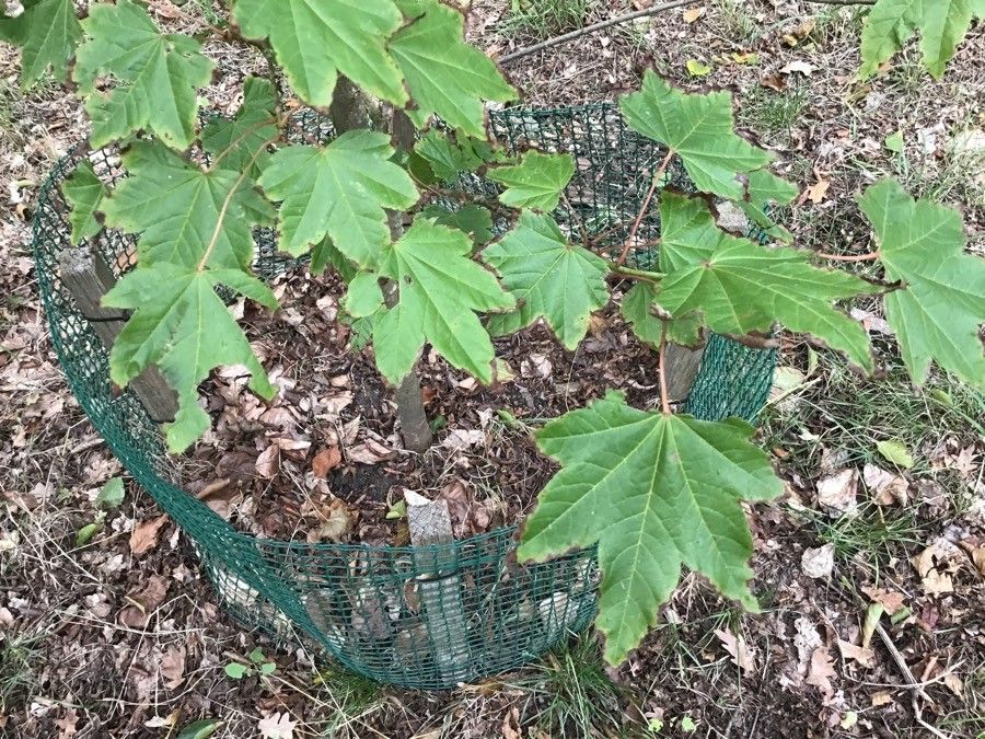 Acer caudatum — search result for 'Nepal'