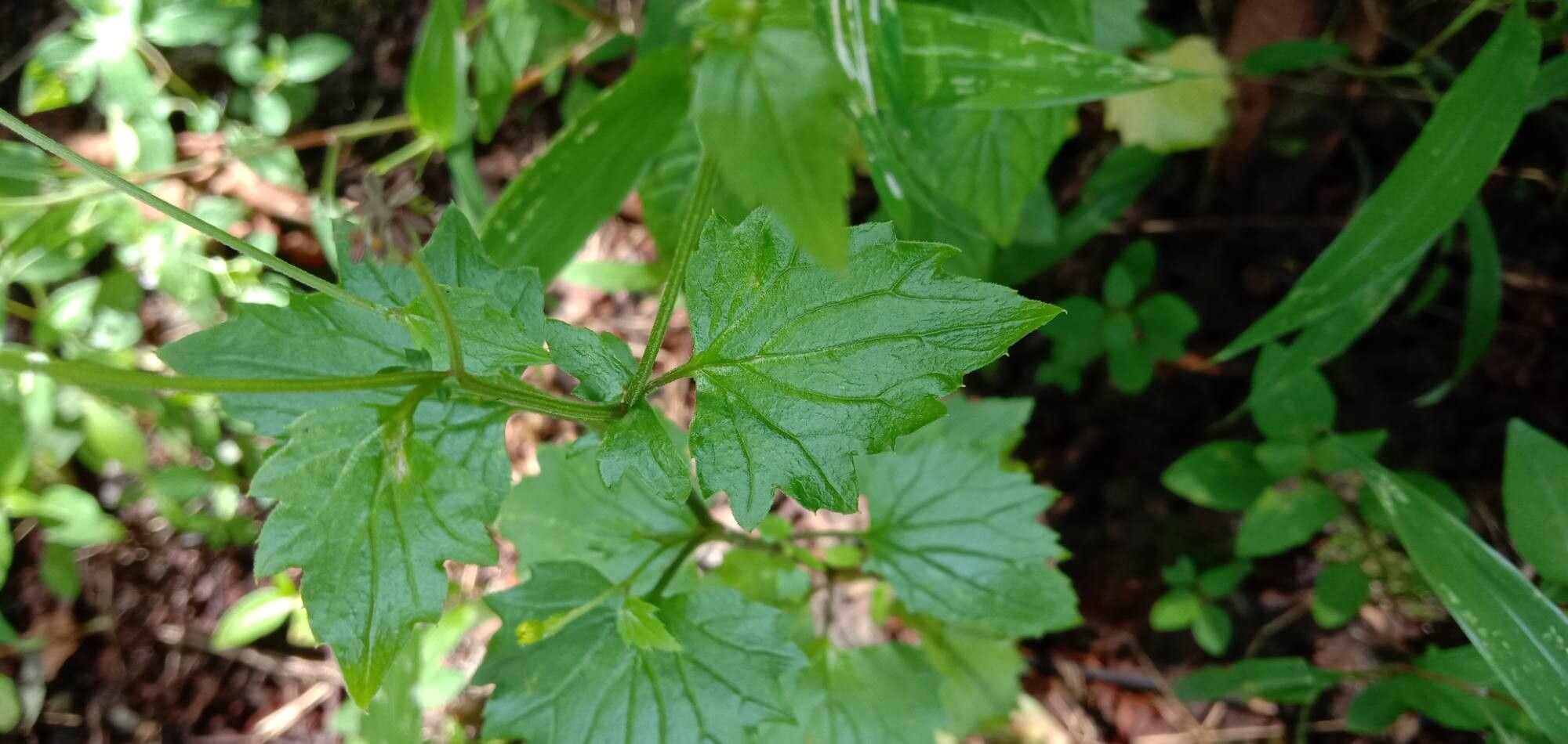 Senecio bombayensis — houseplant care guide