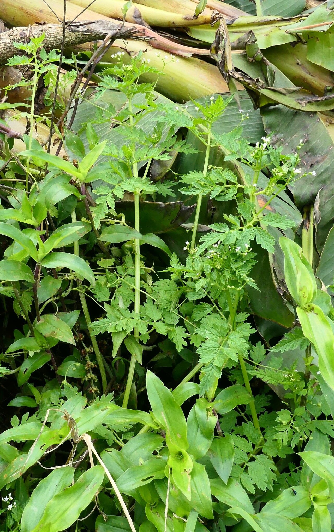 Valeriana chaerophylloides habit
