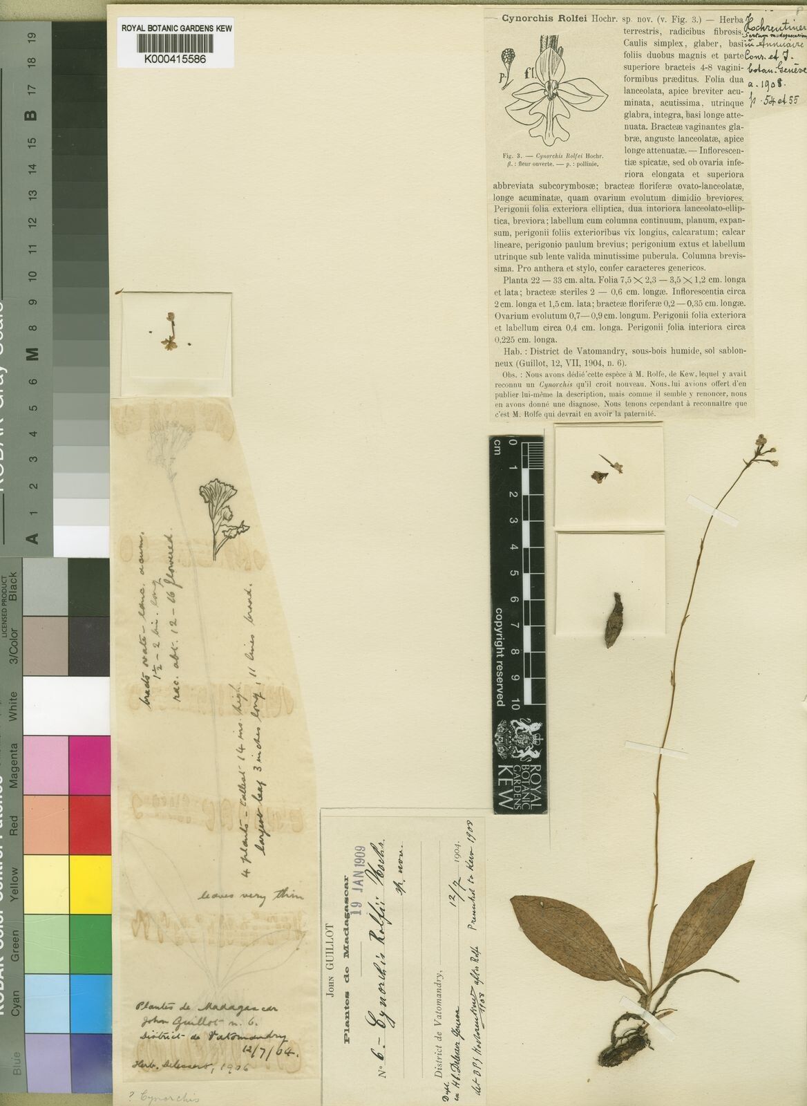 Cynorkis rolfei — houseplant care guide