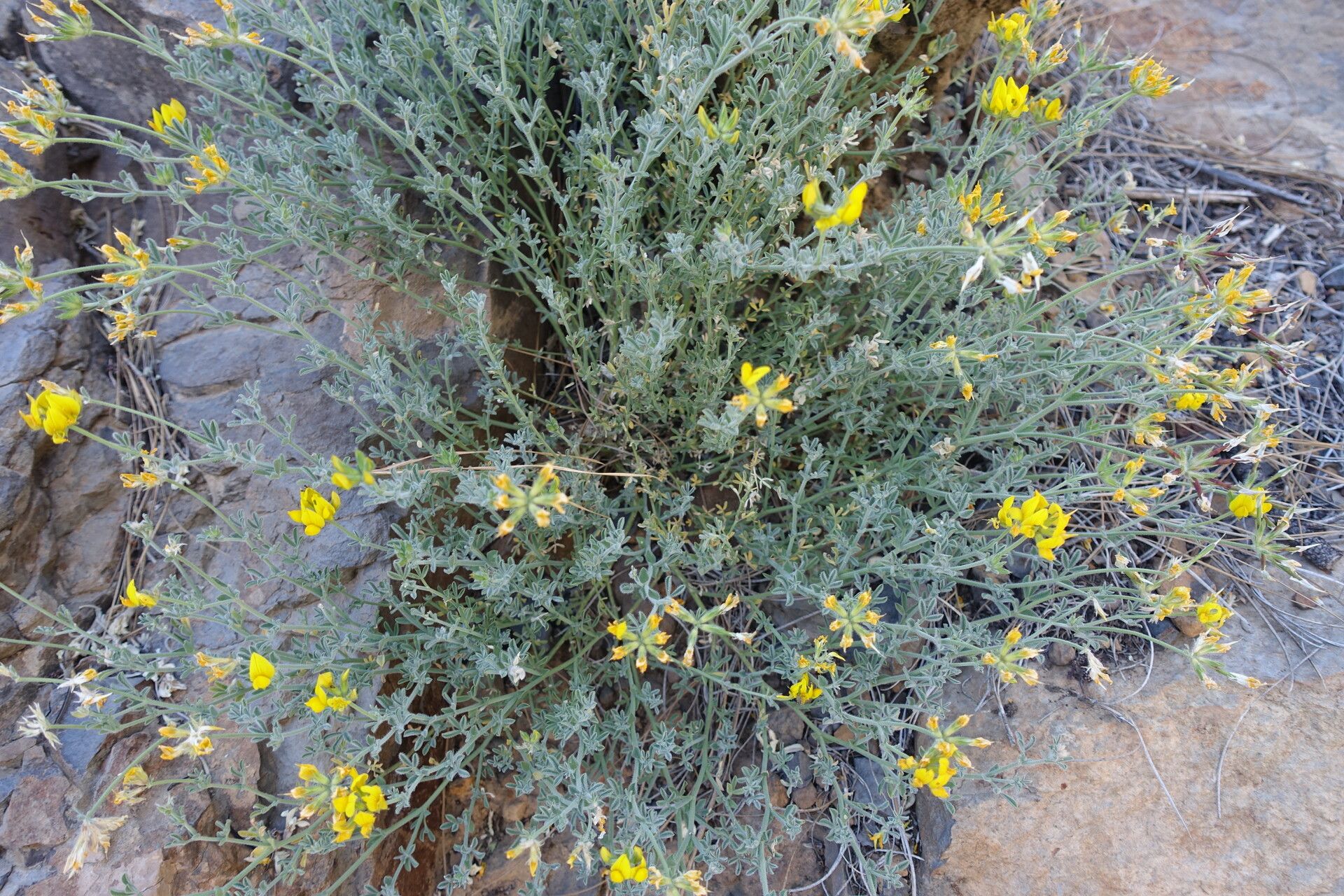 Lotus sessilifolius — search result for 'Lotus'