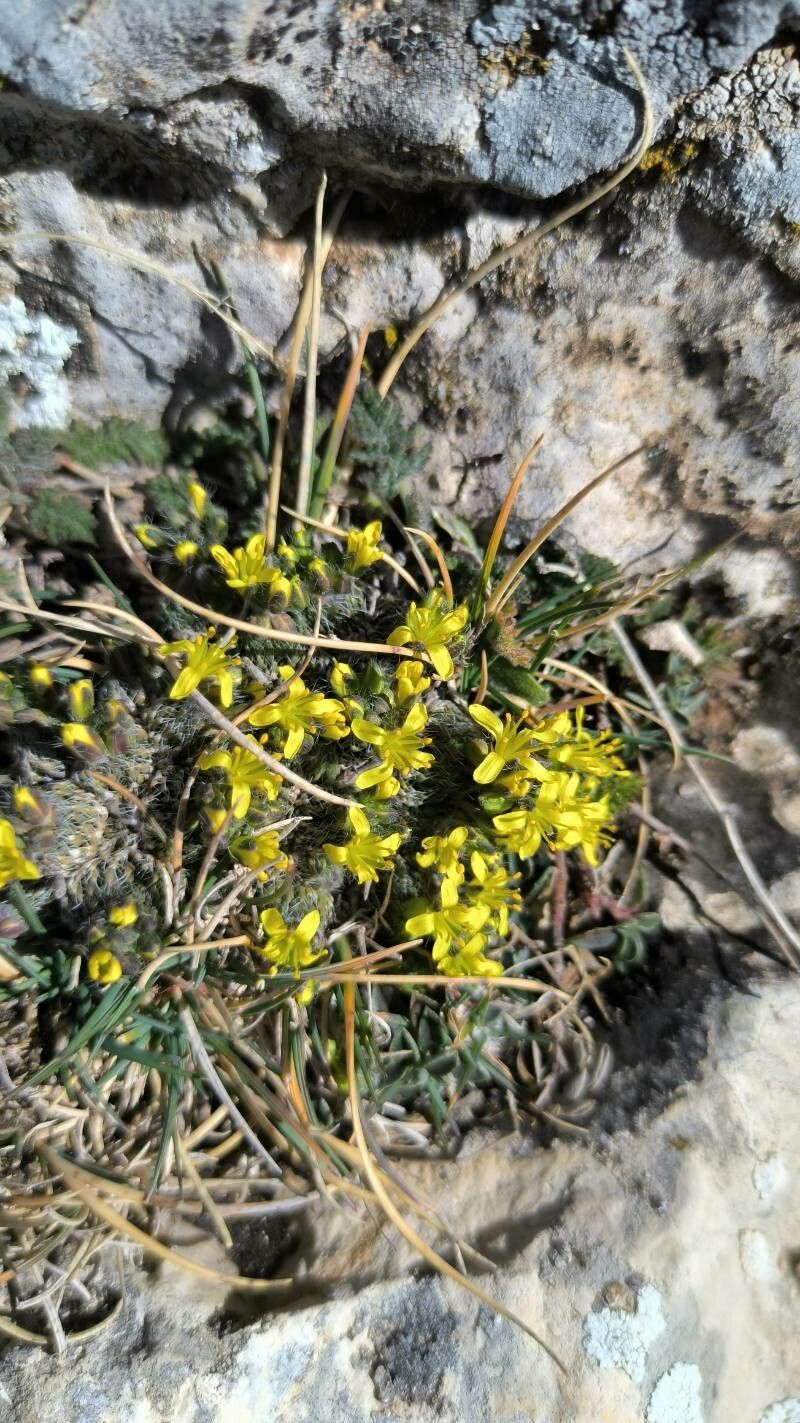 Draba hispanica flower