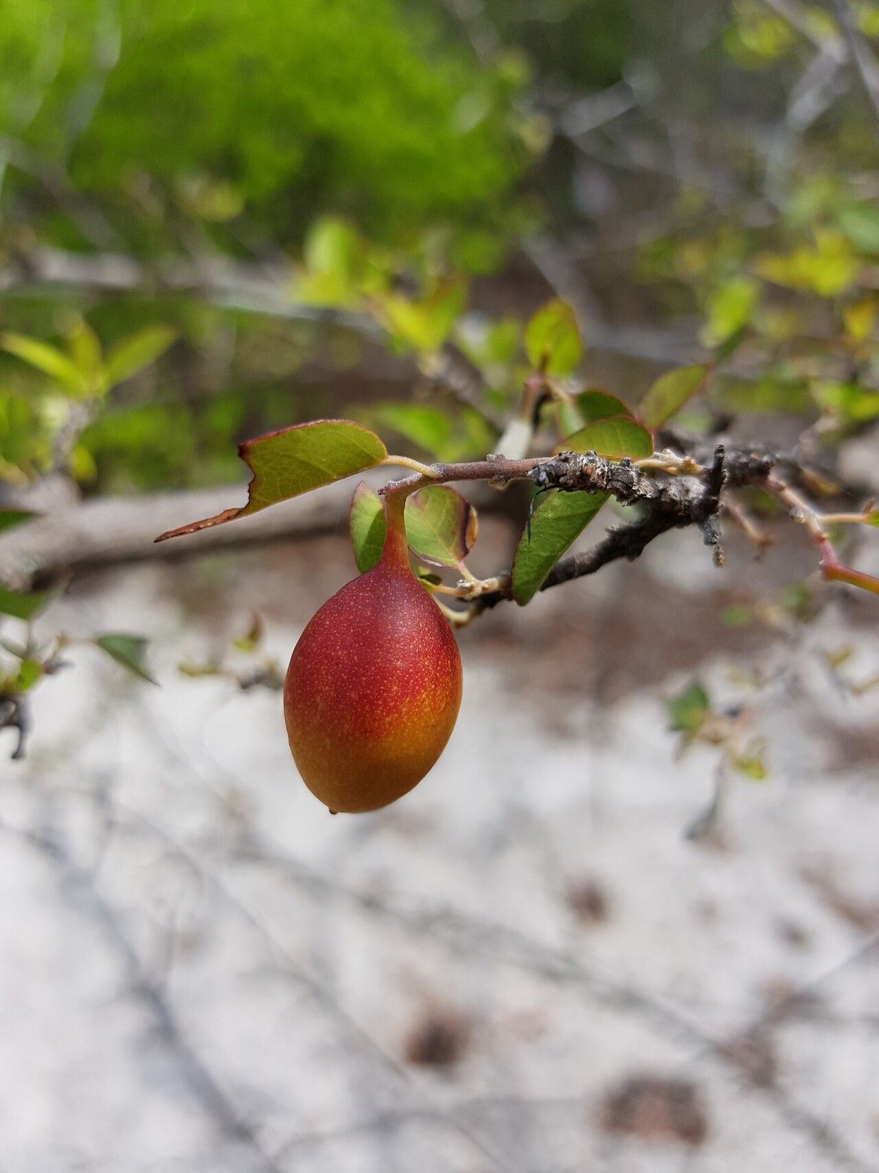 Combretum longicollum fruit
