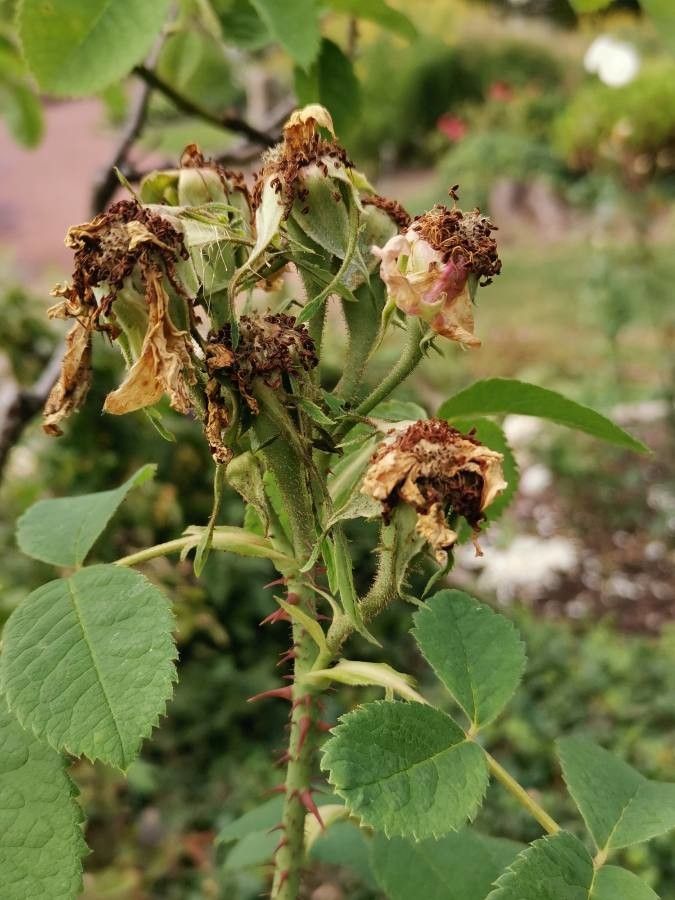 Rosa × damascena fruit