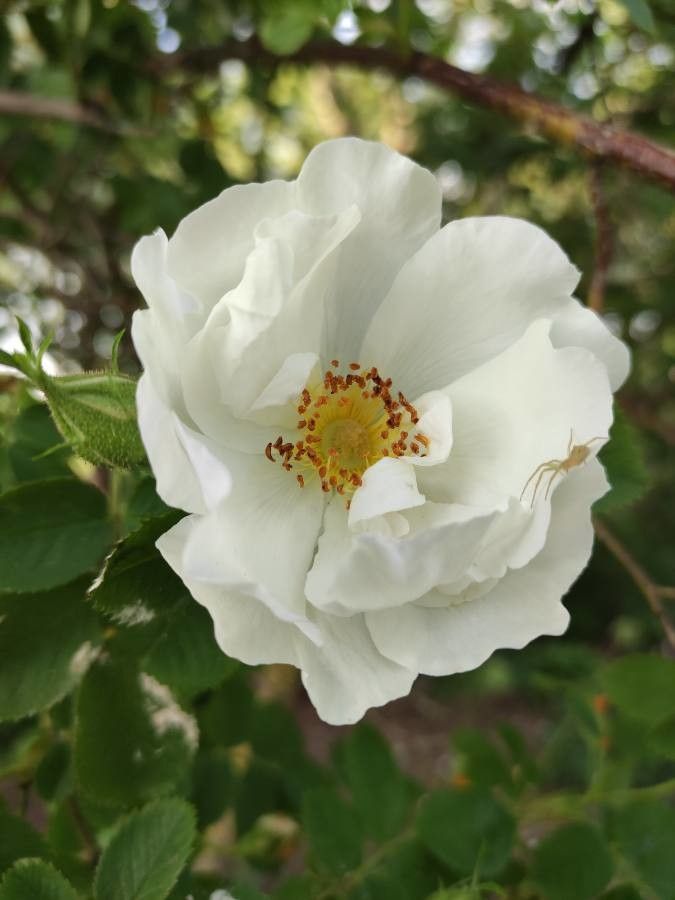 Rosa alba flower