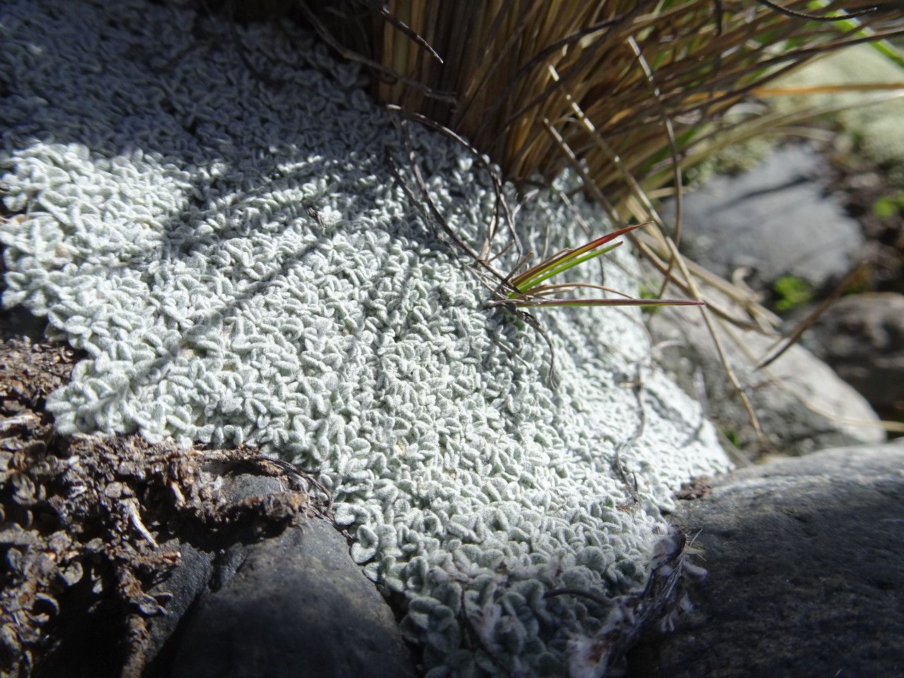 Belloa schultzii habit