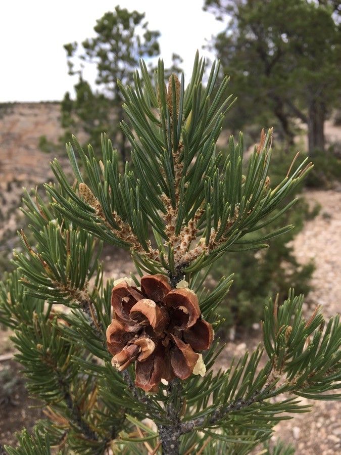 Pinus edulis fruit