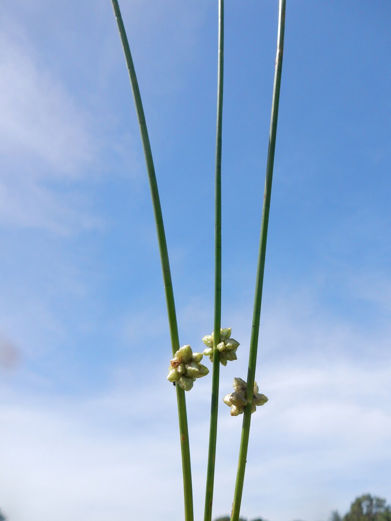 Schoenoplectiella juncea — houseplant care guide