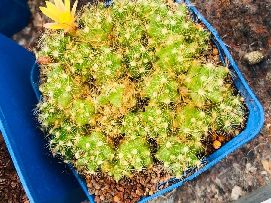 Mammillaria surculosa — search result for 'United Kingdom'