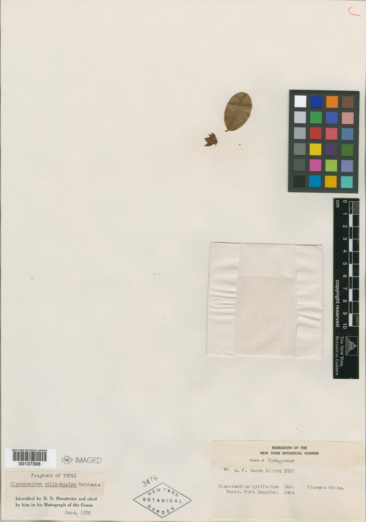 Clerodendrum villosicalyx — houseplant care guide