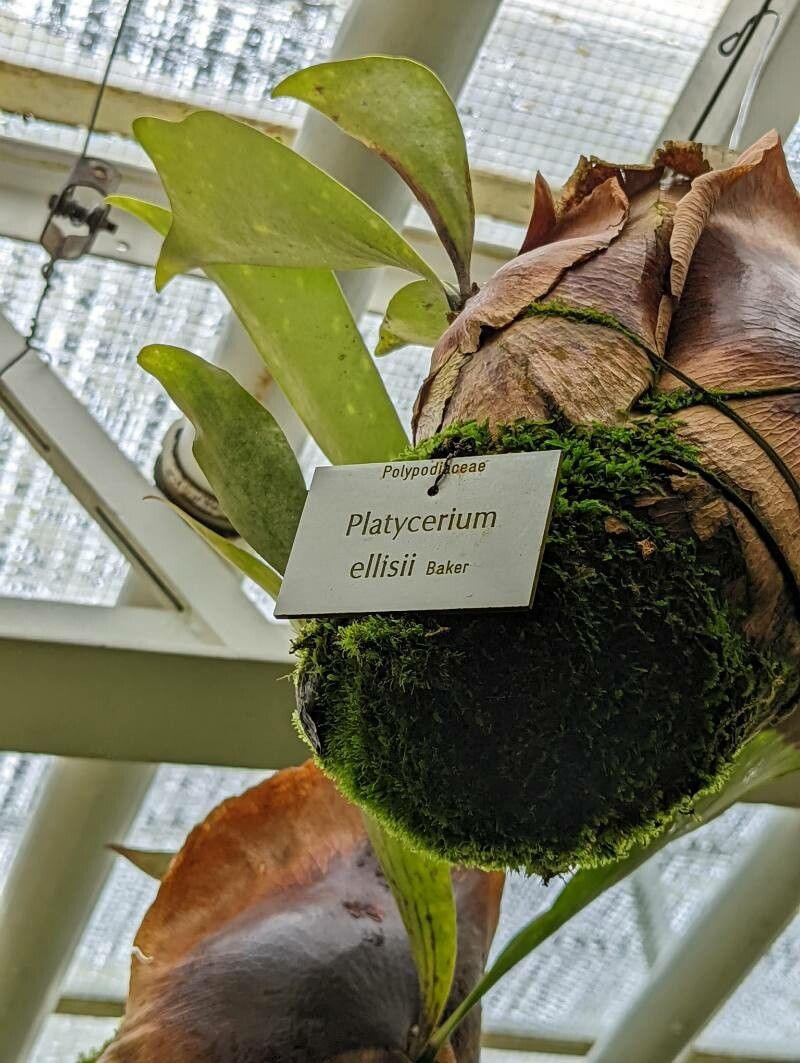 Platycerium ellisii other