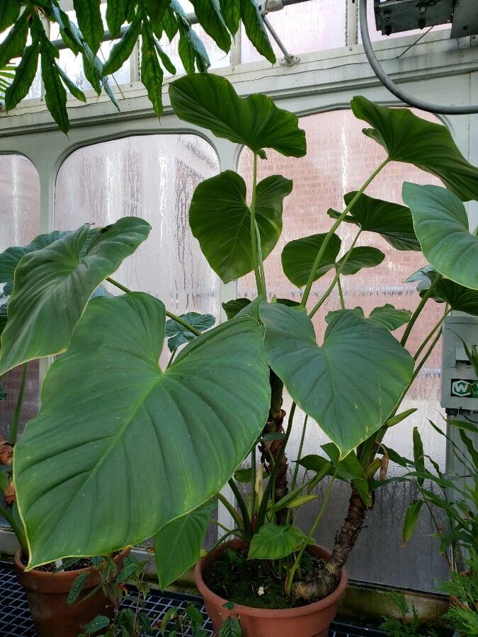 Homalomena cordata habit