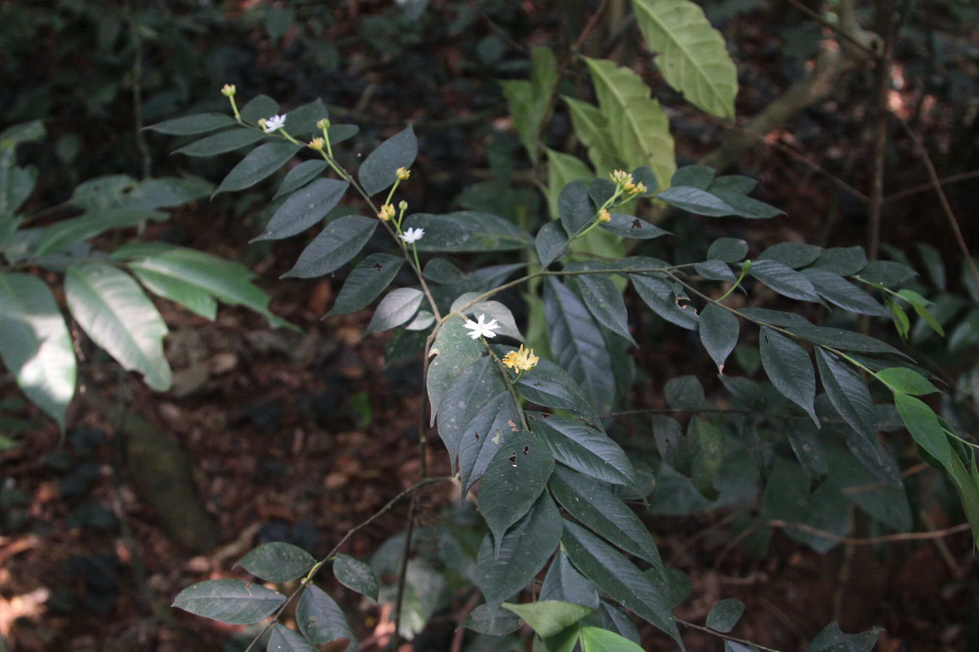 Dicranolepis disticha habit