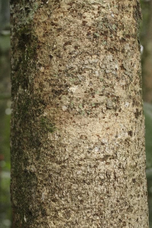 Parkia reticulata — search result for 'Parkia'