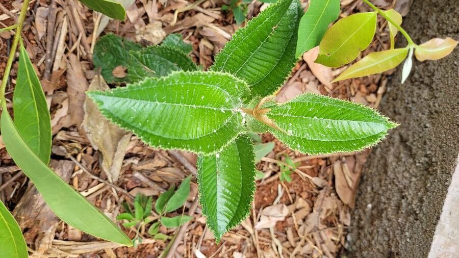 Miconia barbinervis — houseplant care guide