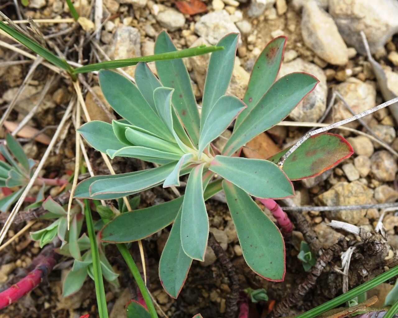 Euphorbia nicaeensis — search result for 'Spain'