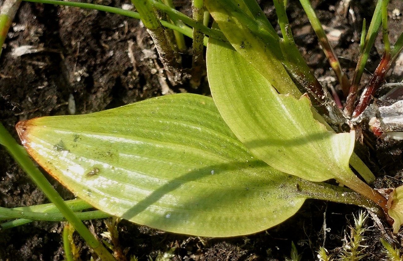 Potamogeton polygonifolius leaf