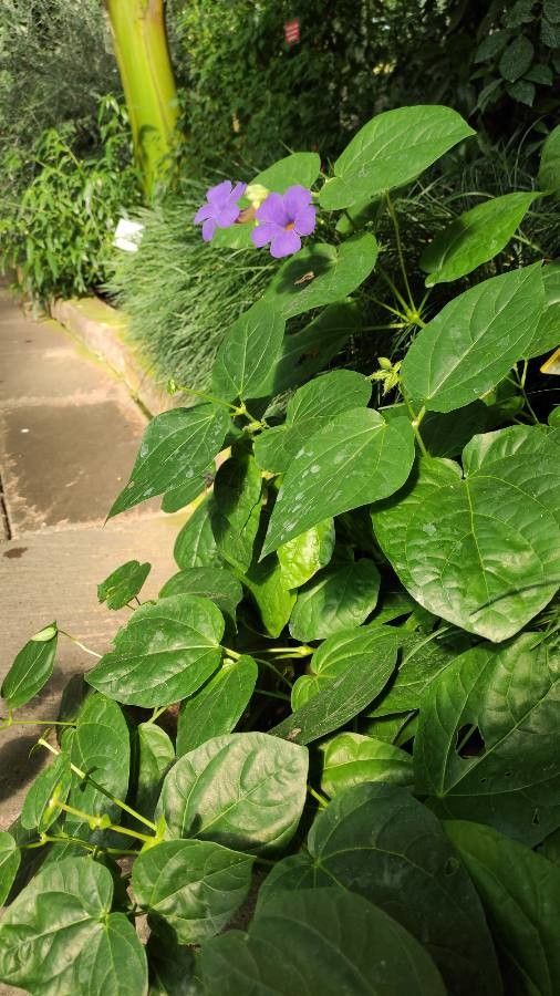 Thunbergia battiscombei habit
