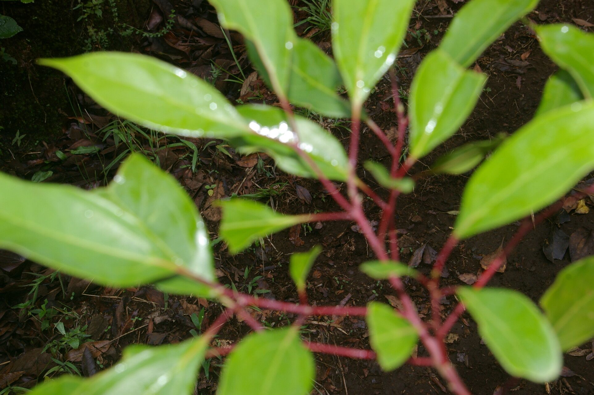 Cinnamomum brenesii habit