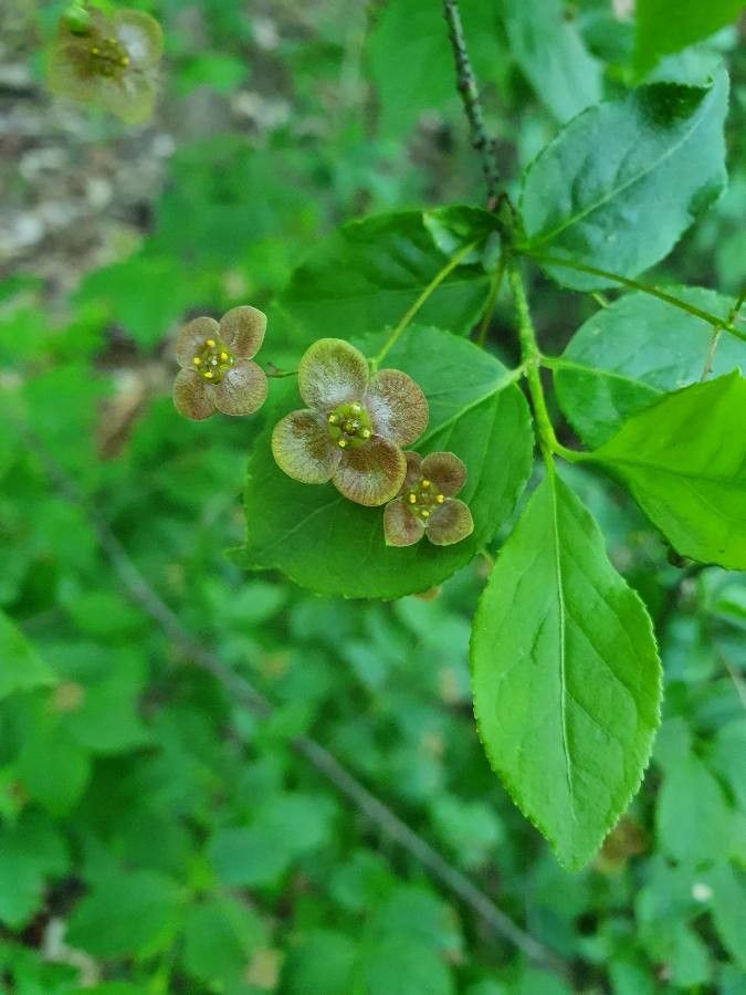 Euonymus verrucosa flower