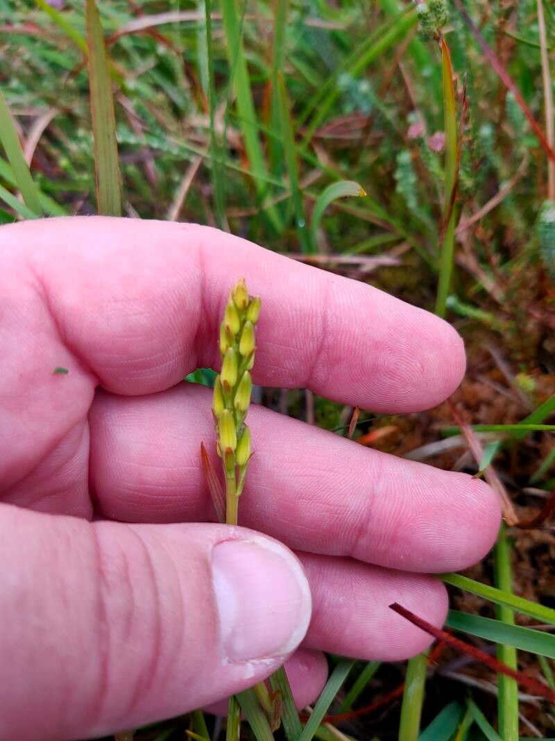 Hammarbya paludosa flower