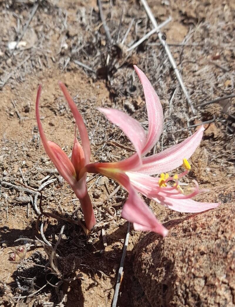Zephyranthes sarae habit