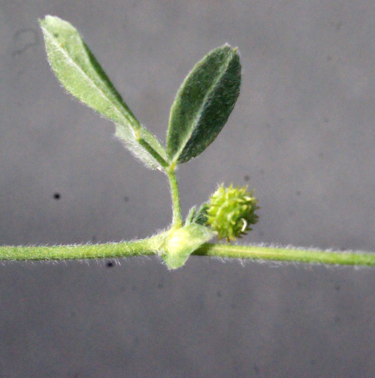 Medicago tornata fruit