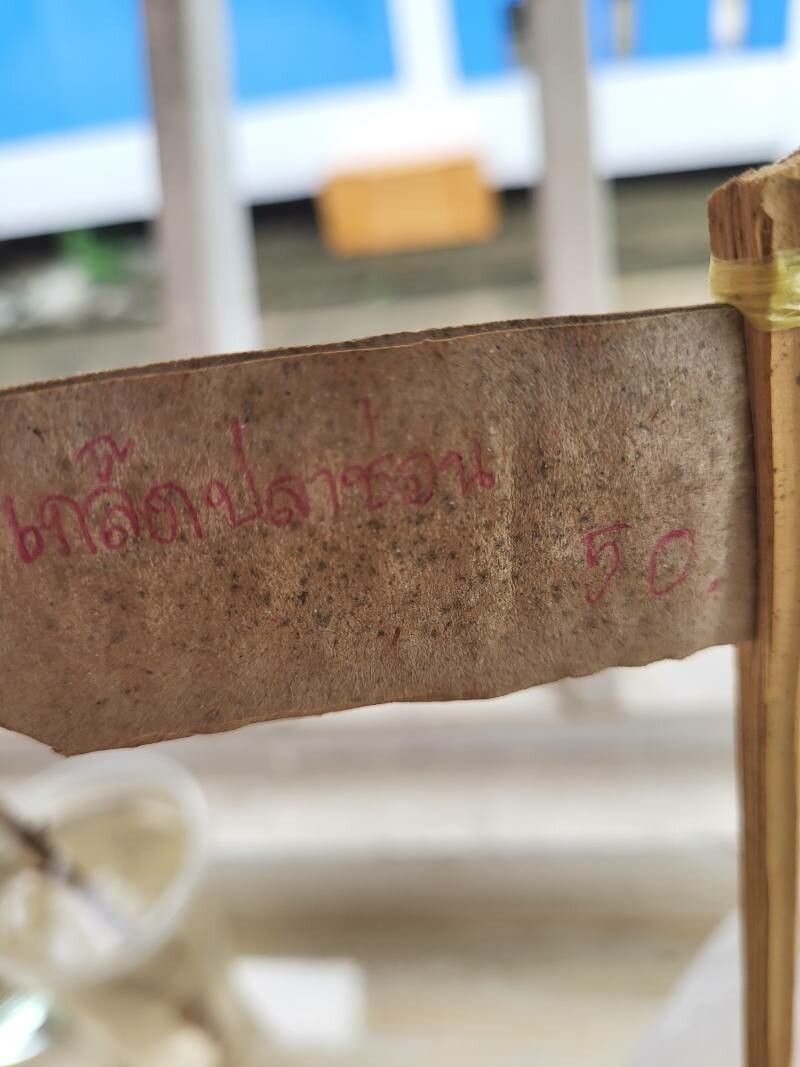 Phyllodium pulchellum other