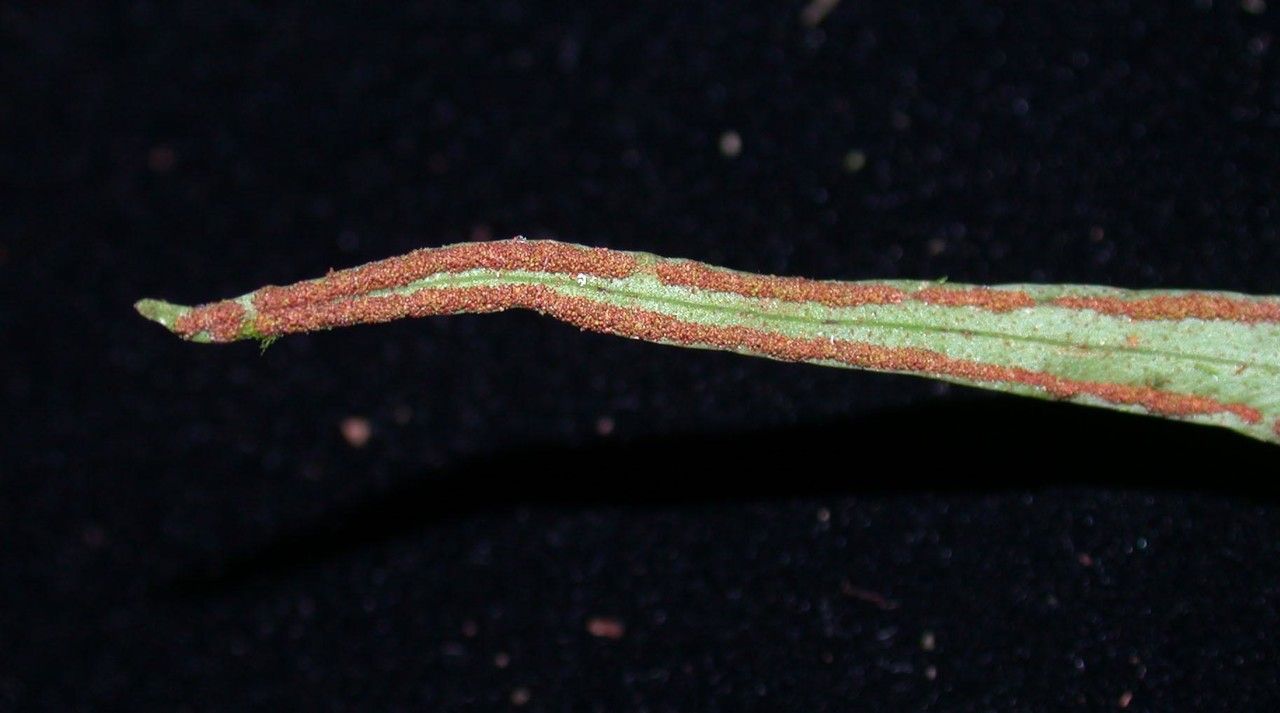 Pleopeltis christensenii fruit