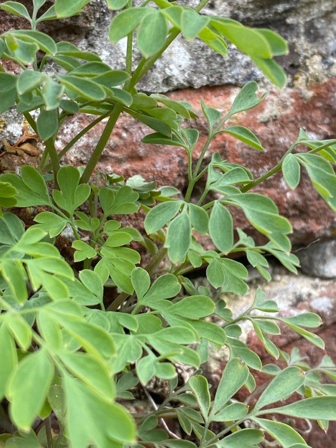 Pseudofumaria lutea — search result for 'Switzerland'