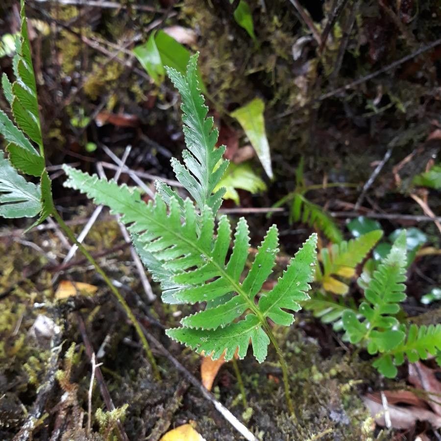 Asplenium auritum leaf