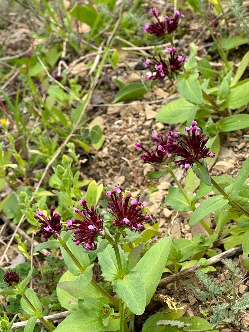 Valeriana cornucopiae habit