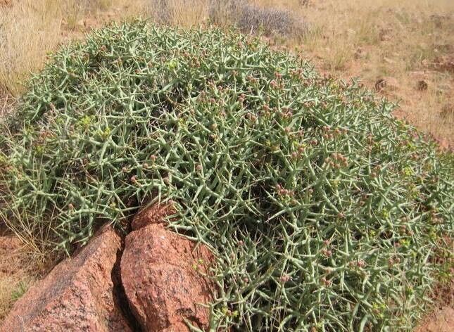 Euphorbia spinea habit