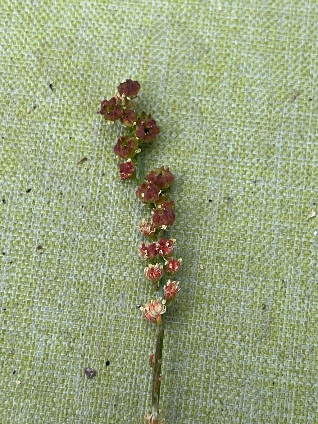 Reseda gredensis flower